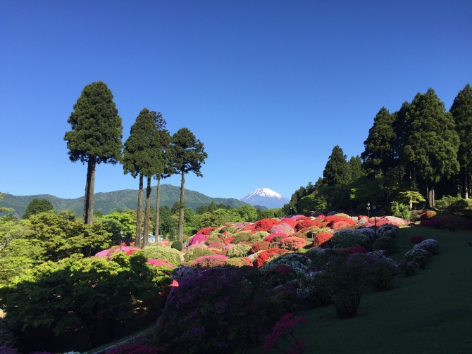 山のホテルのツツジ庭園と富士山