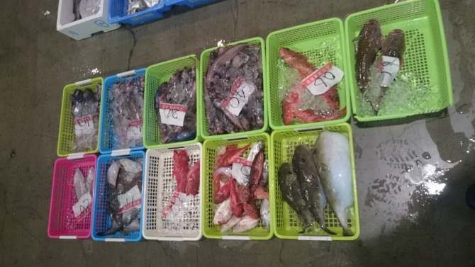 トロ－ル漁で水揚げされた魚　~かさご・こち・ふぐ・深海魚など～　