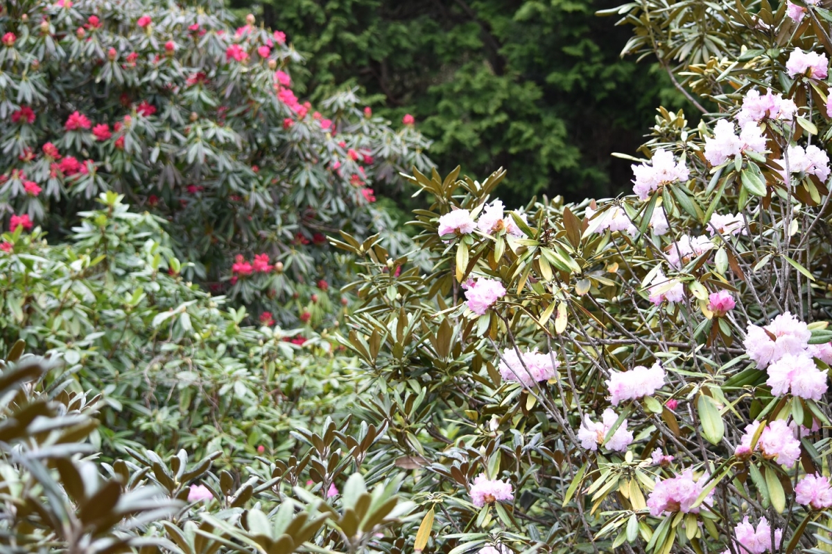 次々と石楠花が開花しています。」【公式】箱根・芦ノ湖 山のホテル