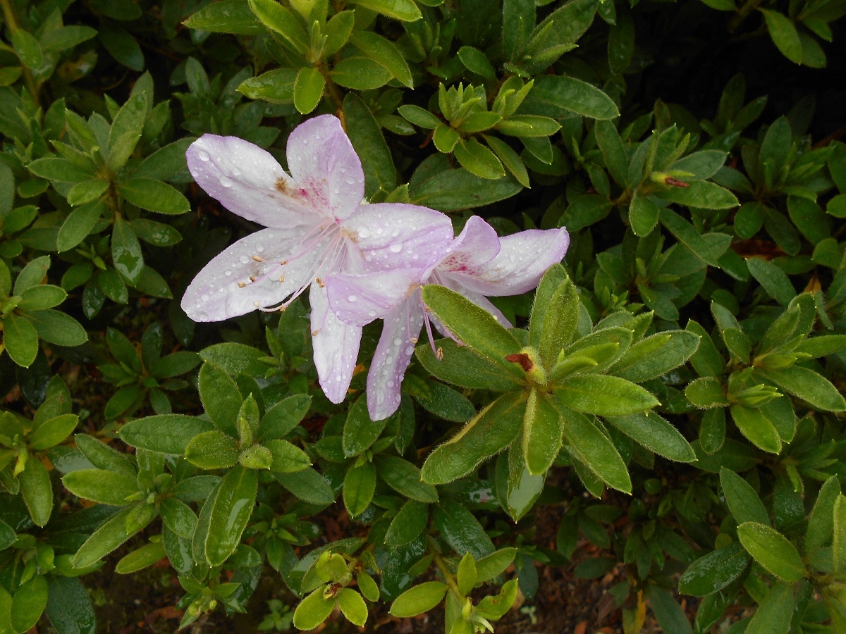 ツツジの咲く頃(フレーム付き) ツツジの咲く頃(フレーム付き) b139a776ed264f2ce8eed9d1b46bda