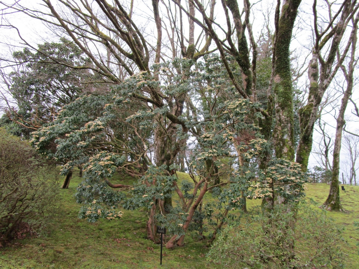 奇跡的。山採りアセビ。 アセビ」が見頃です。そして、【公式】箱根・芦ノ湖 山のホテル