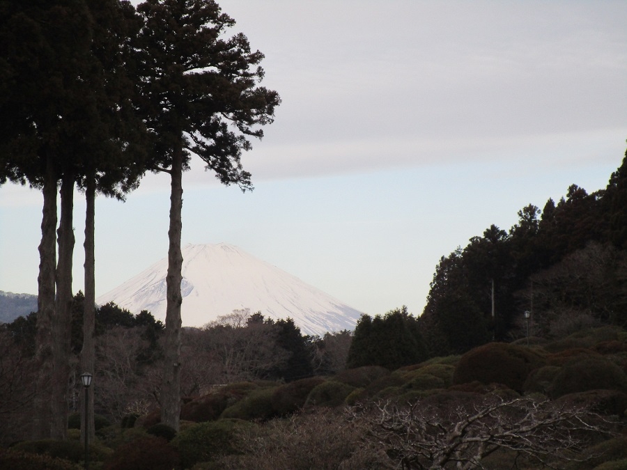 アセビ」が見頃。甘い香りも・・・【公式】箱根・芦ノ湖 山のホテル