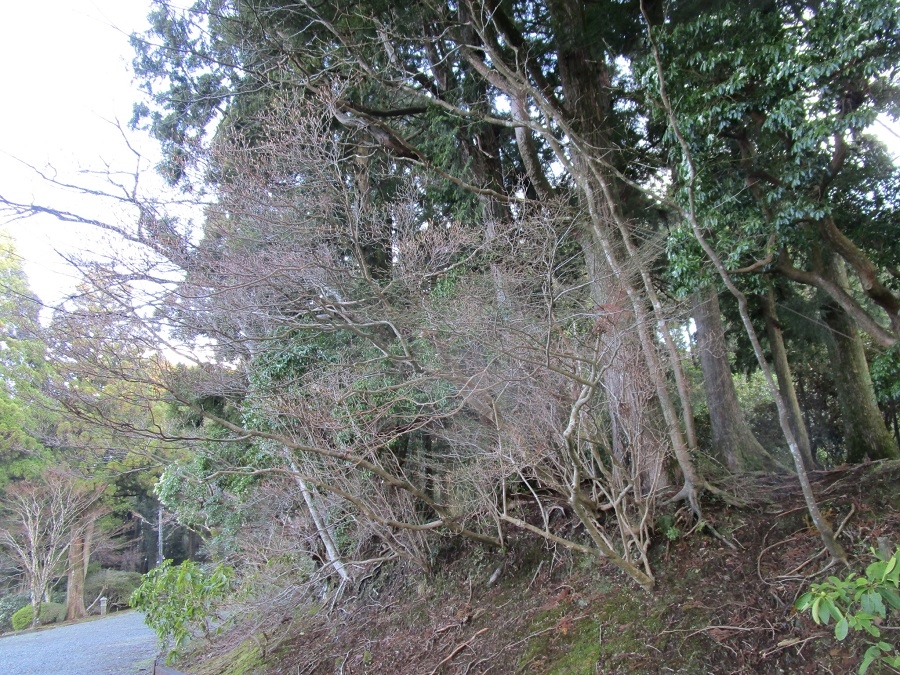 ミツバツツジ」と「ヒカゲツツジ」【公式】箱根・芦ノ湖 山のホテル