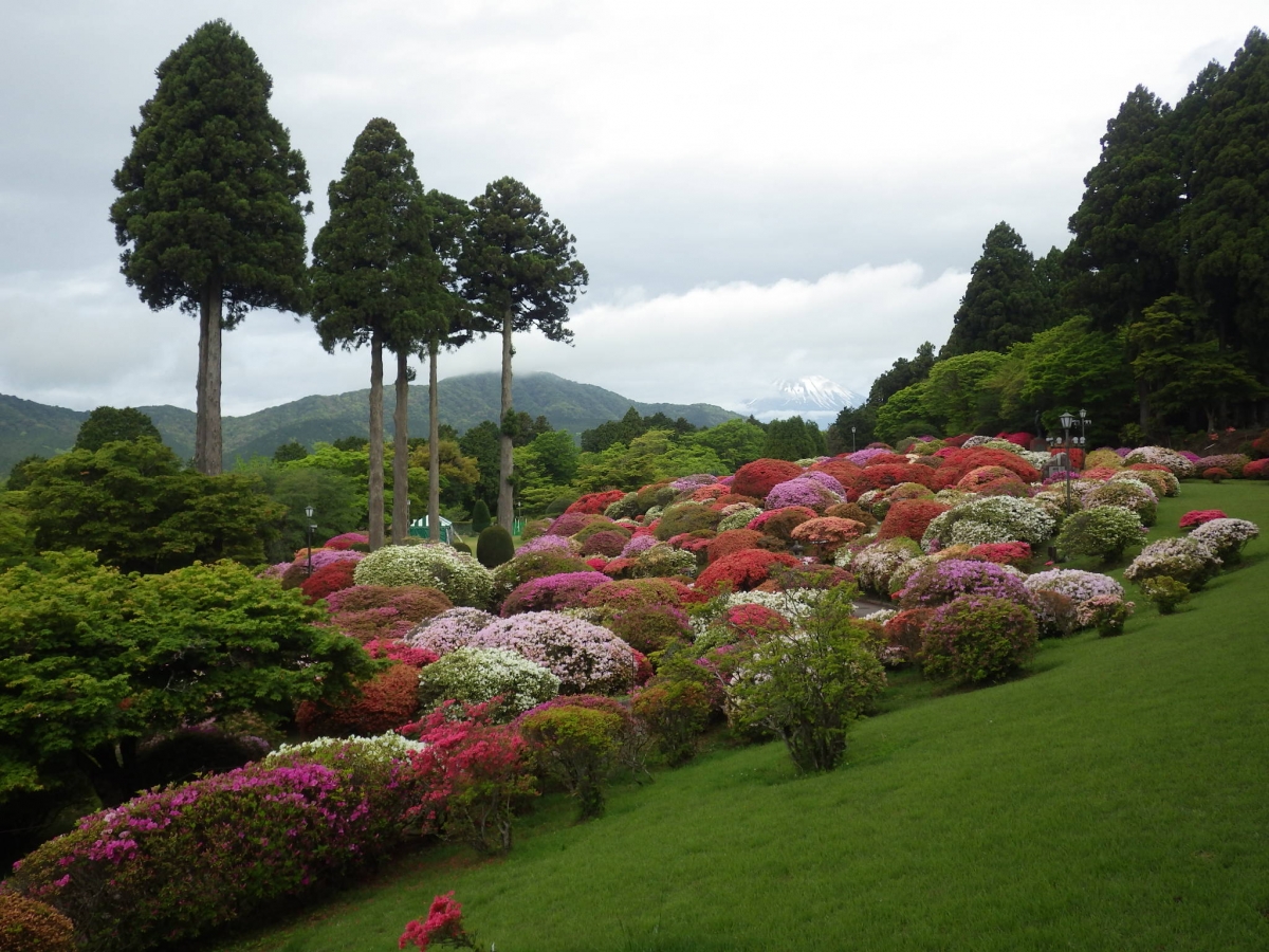 つつじ・しゃくなげフェア2024」 11日目開花状況【公式】箱根・芦ノ湖
