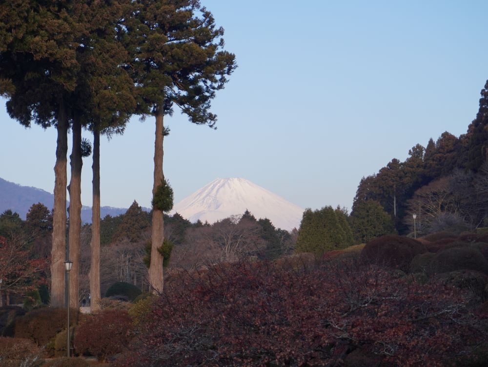 アセビの蕾が・・・【公式】箱根・芦ノ湖 山のホテル