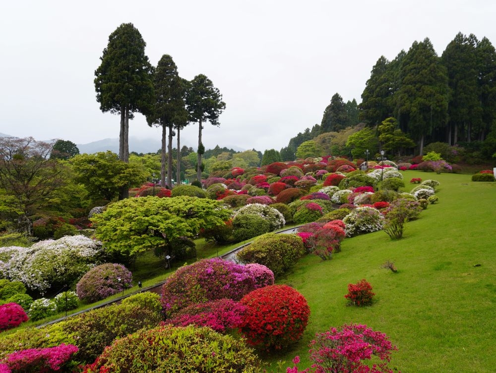 2025 つつじ・しゃくなげフェア開花状況（5月6日）【公式】箱根