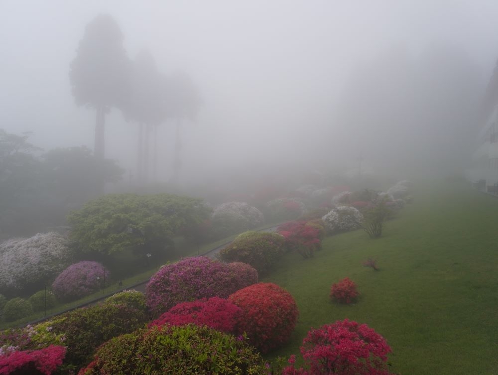 2025 つつじ・しゃくなげフェア開花状況（5月12日）【公式】箱根