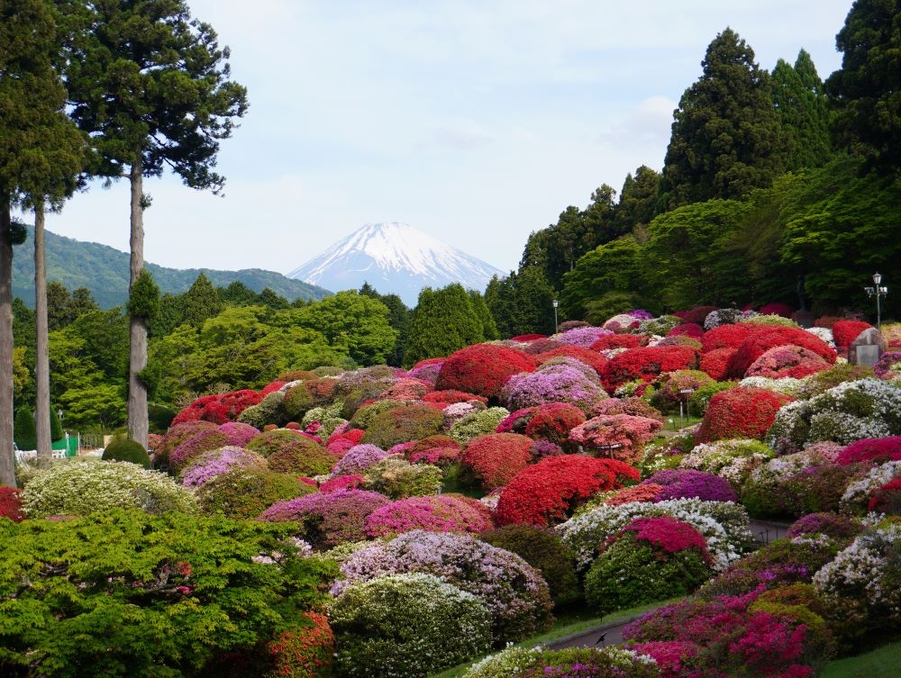2025 つつじ・しゃくなげフェア開花状況（5月15日）【公式】箱根