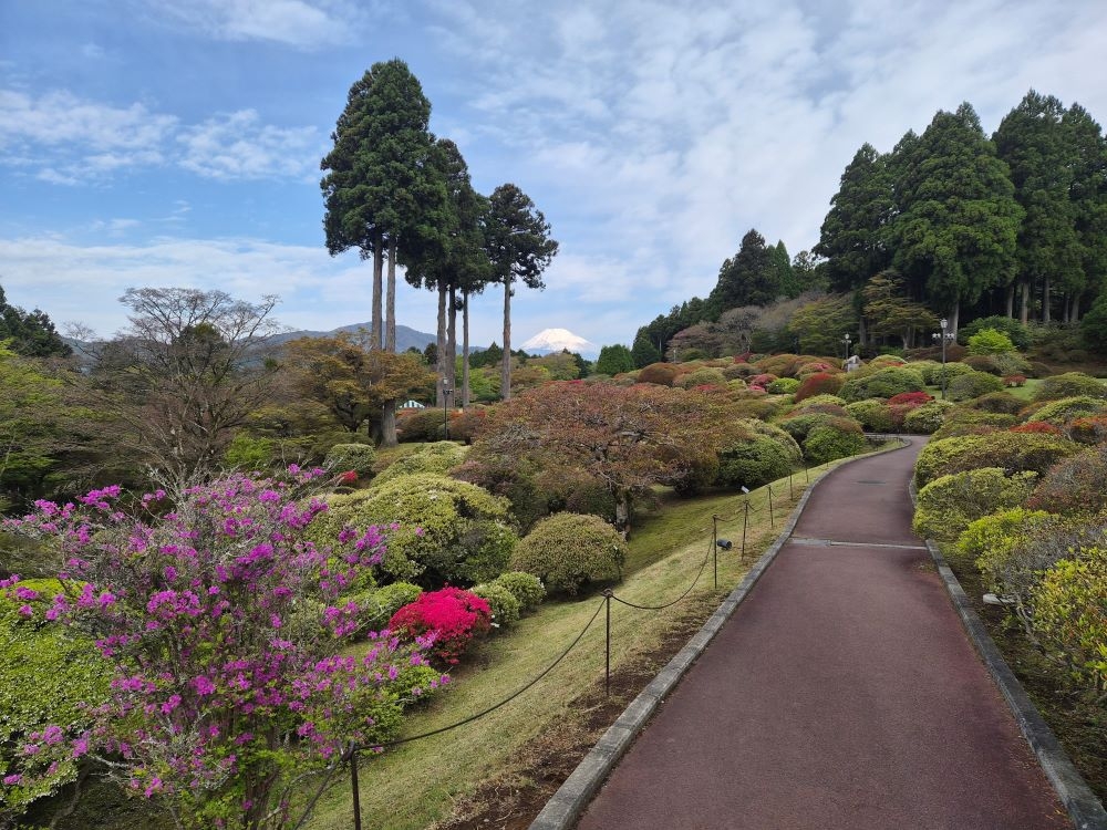 つつじ・しゃくなげフェア2026開花状況（4月25日）【公式】箱根