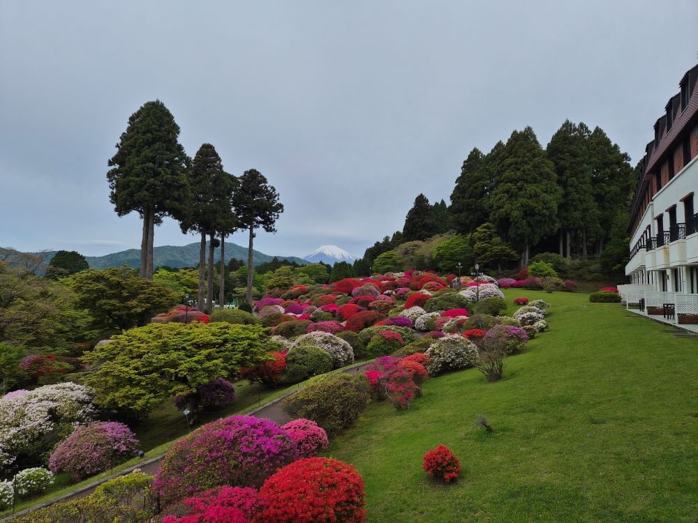 つつじ・しゃくなげフェア2026開花状況(5月3日)【公式】箱根・芦ノ湖 つつじ・しゃくなげフェア2026開花状況(5月3日)【公式】箱根・芦ノ湖