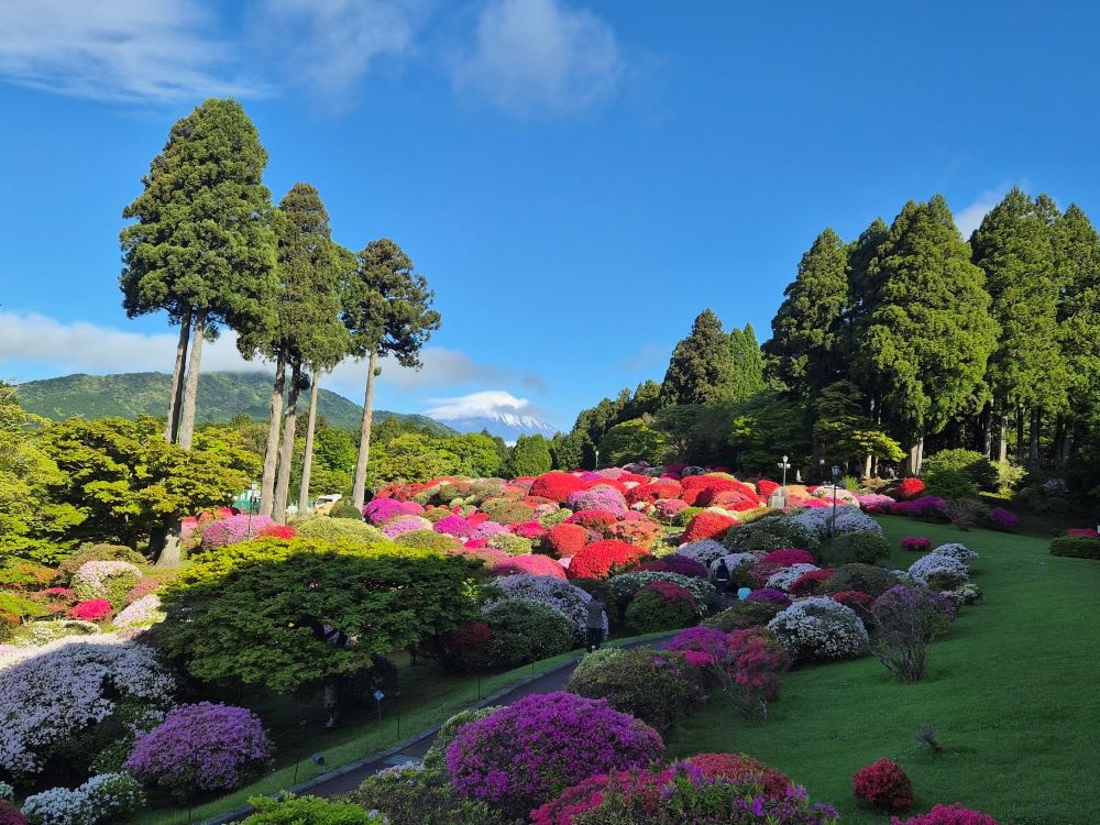 つつじ・しゃくなげフェア2026開花状況（5月7日）【公式】箱根・芦ノ湖