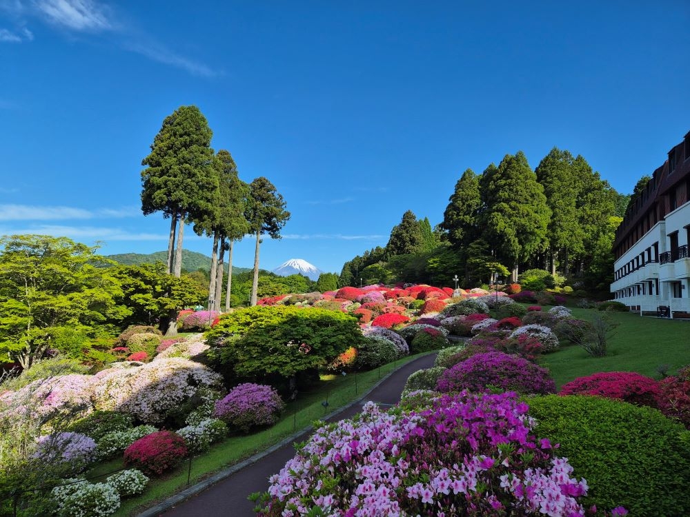 つつじ・しゃくなげフェア2026開花状況（5月9日）【公式】箱根・芦ノ湖