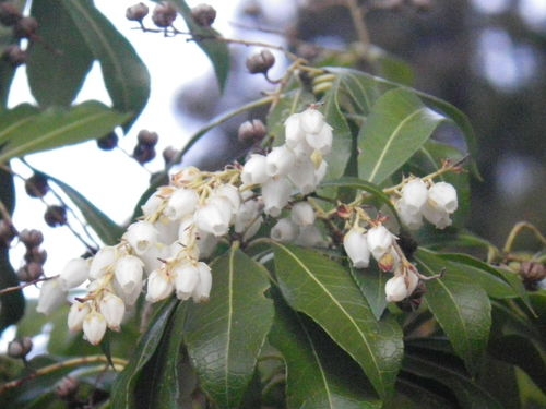 以前撮影したアセビの花