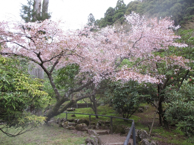 マメザクラ