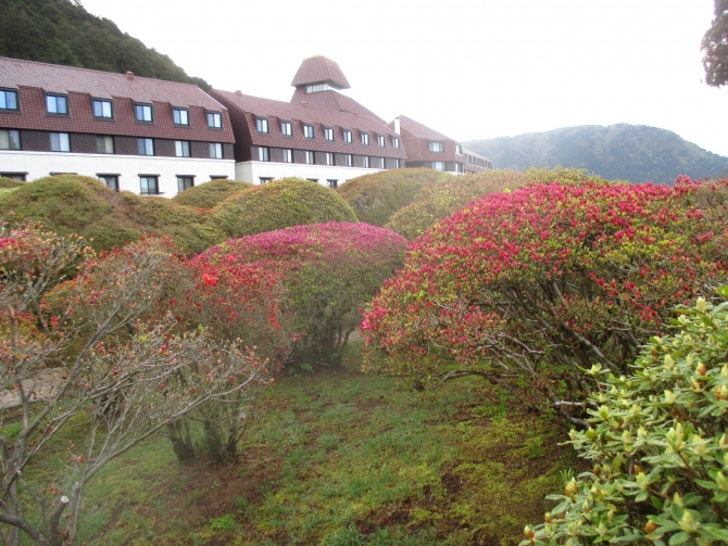 開花の始まった、ツツジ。