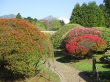 開花が始まったつつじ