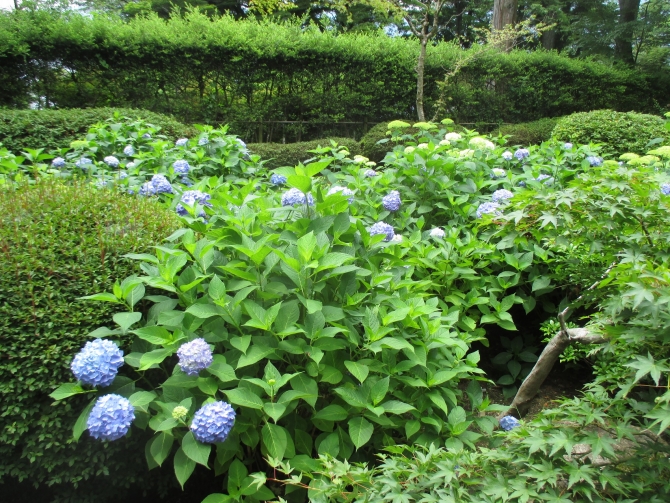 紫陽花見頃です。