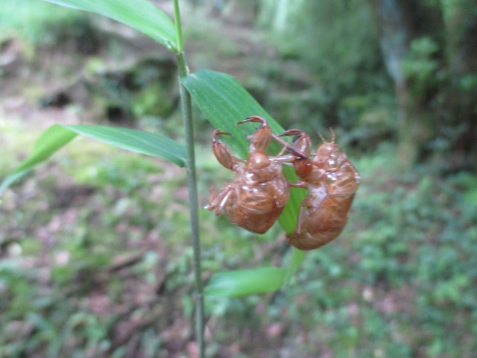 セミの抜け殻ペア？