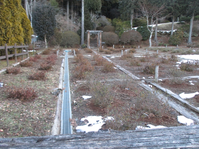 「ツツジ圃場」