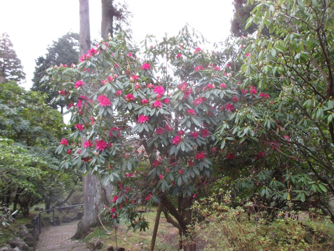 「開花を始めた石楠花」