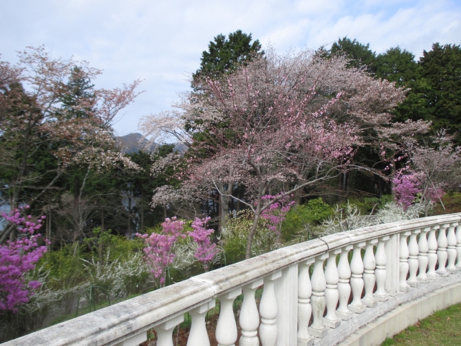 「桜と花桃」