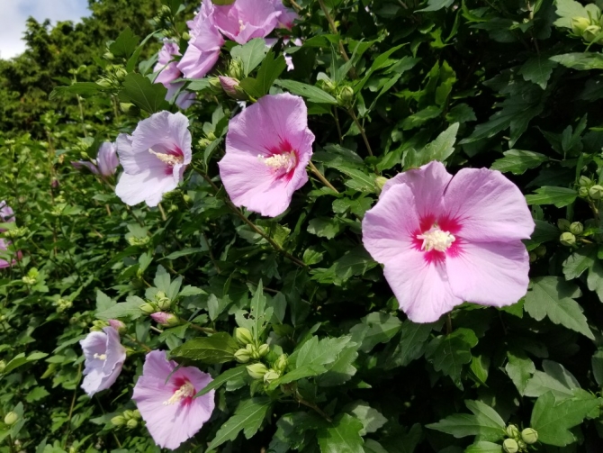 「開花したムクゲ」