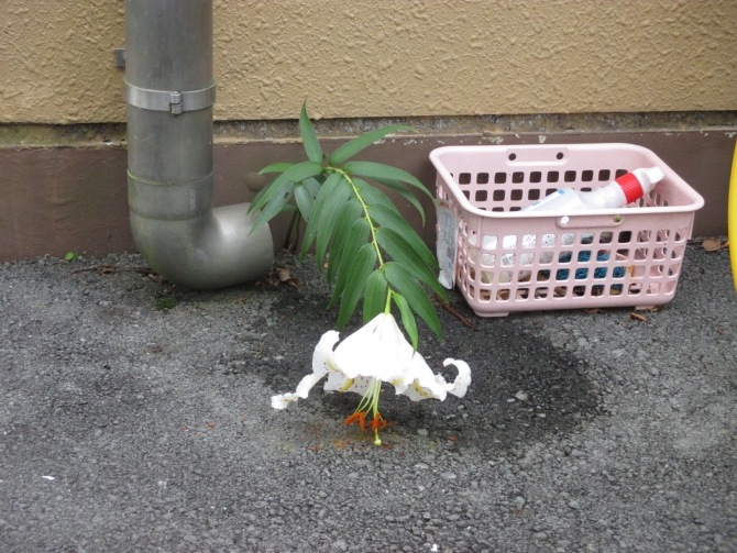 「建物の隙間から出た、ど根性山百合」