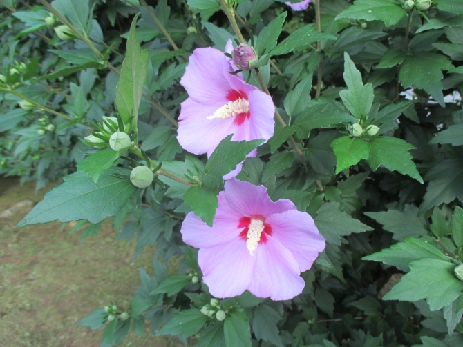 紫色が先行して 公式 箱根 芦ノ湖 山のホテル