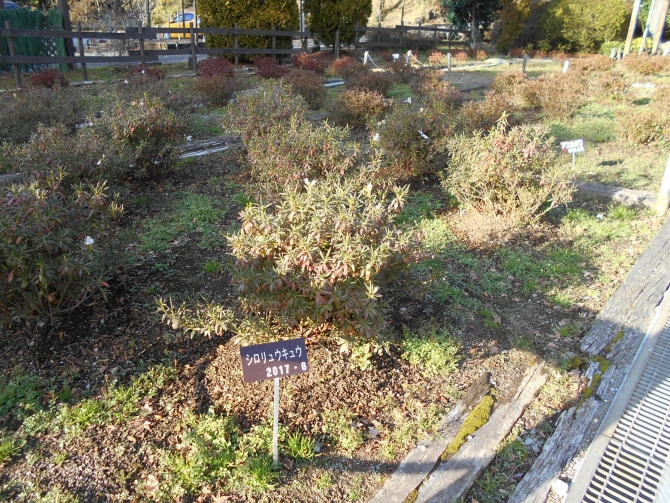 「１００年つつじ圃場」