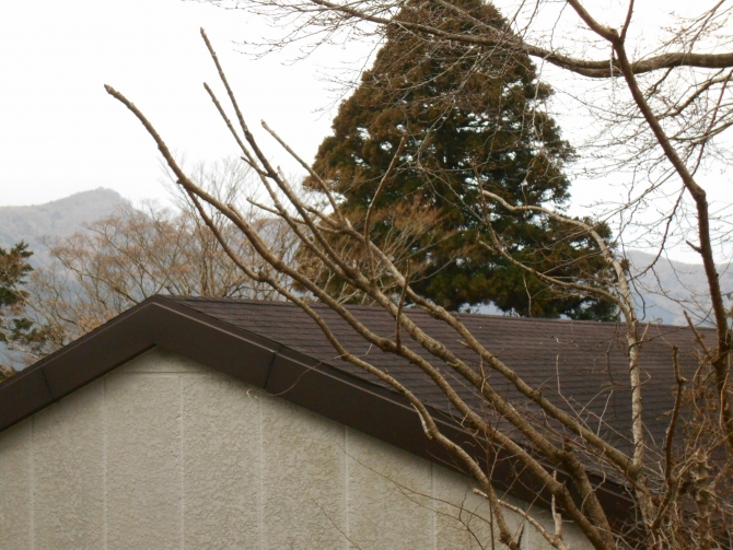 「タラの芽」