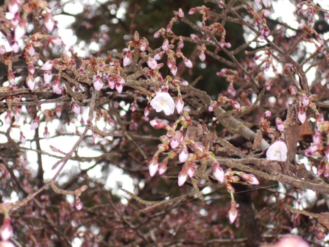 開花の始まった「マメザクラ」