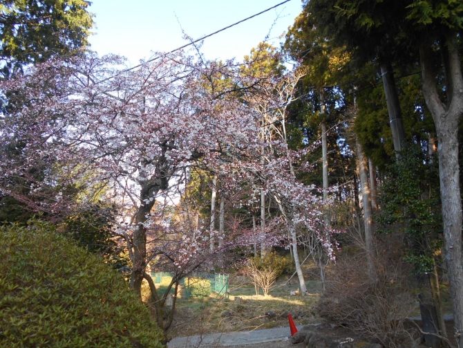 「圃場上段の早咲き」