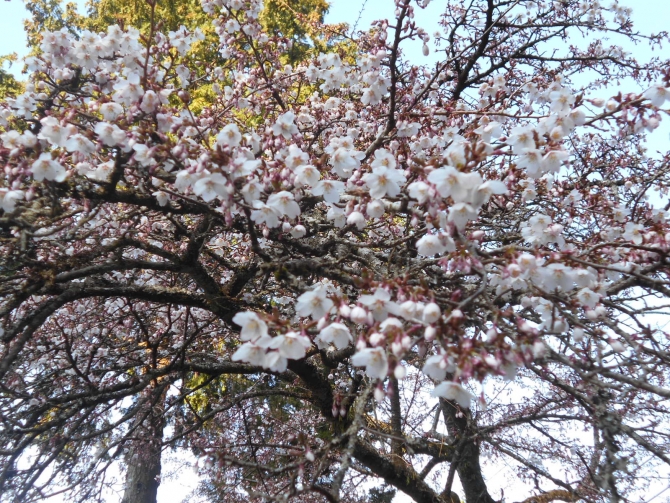 「圃場上段6～７分咲き」