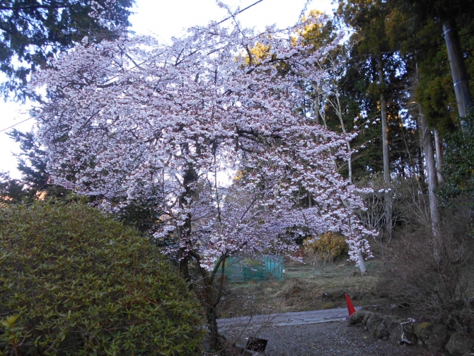 「圃場上段」