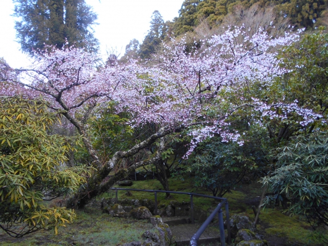 「石楠花園内」