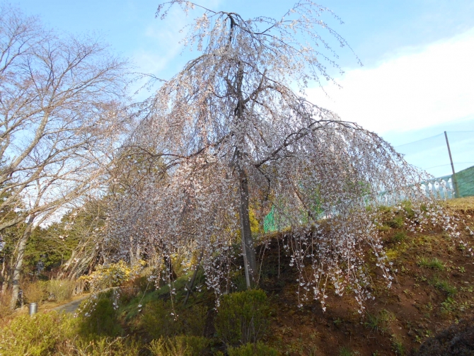 「枝垂れザクラ」