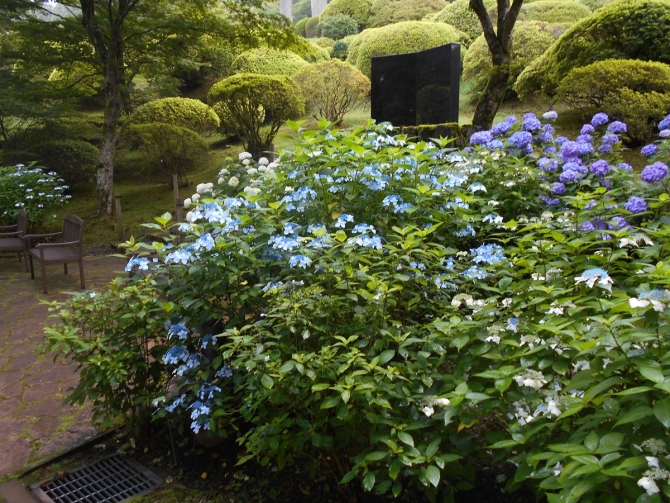 「見頃の紫陽花」