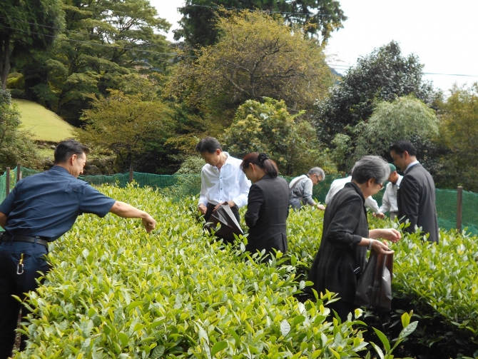 「茶摘み」