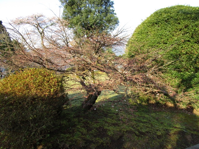 「こちらは、もう少しで開花」