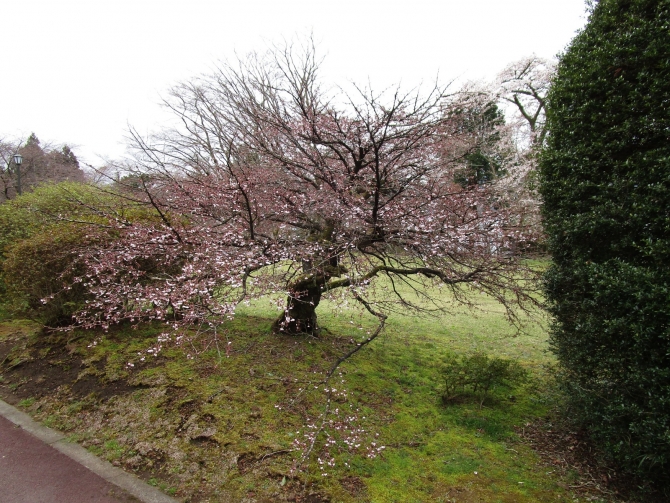 「開花が遅れていたマメザクラ」