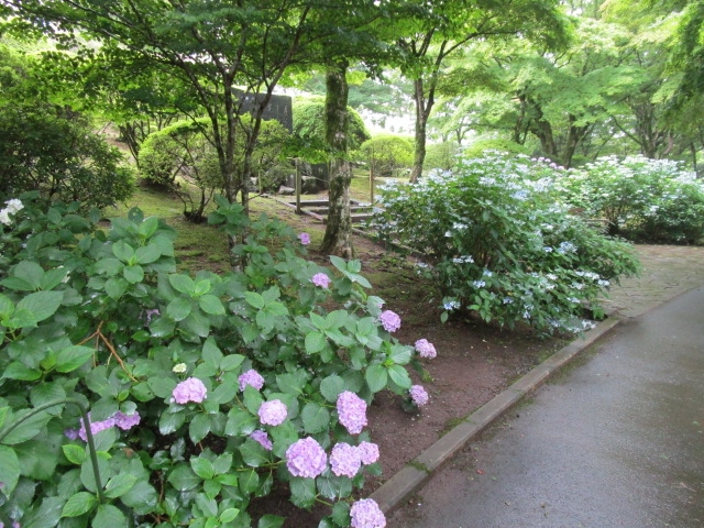 「そろそろ終盤の紫陽花」