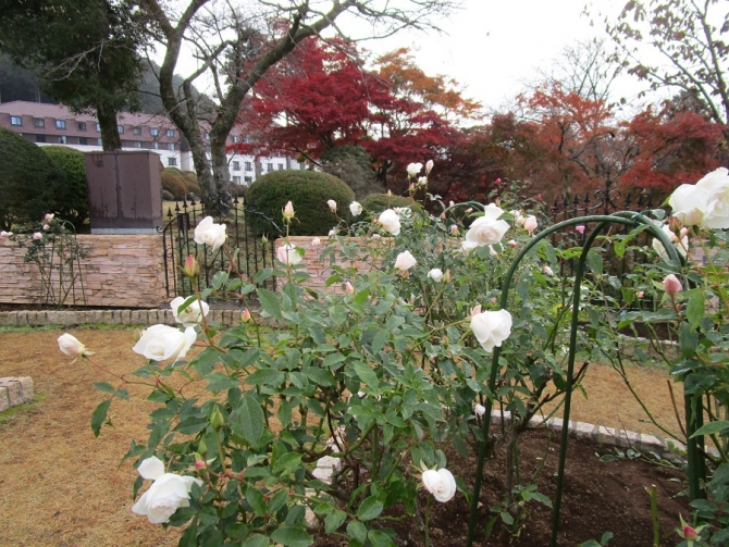 「秋バラと紅葉の競演」