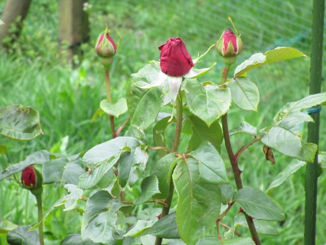 「開花しそうなバラの蕾」