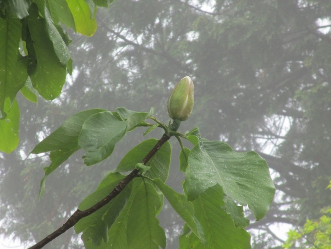 「朴木の蕾」