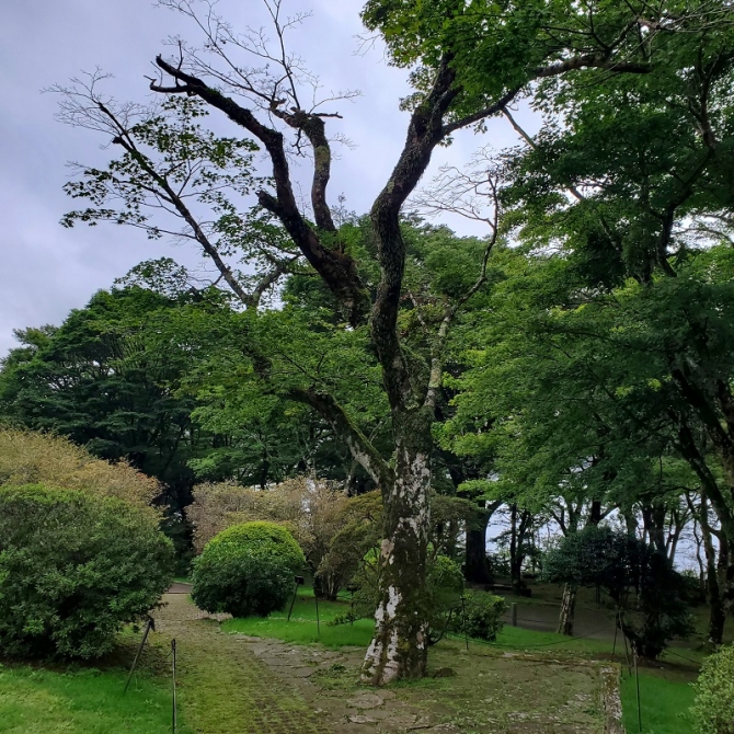 「除去前」