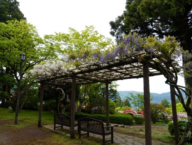 「藤棚」