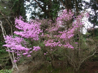 石楠花園前の「ミツバツツジ」