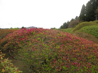 霧島系の「つつじ」