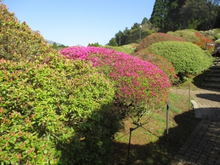 開花が始まった「つつじ」