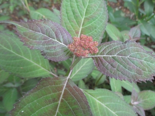 花芽がつきました。